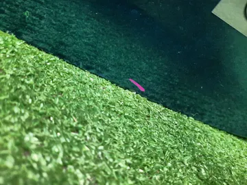 ДВЕРЬ ПЯТАЯ НА VOLKSWAGEN GOLF 5G1