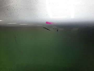 ДВЕРЬ ПЯТАЯ НА HONDA ACCORD CM1