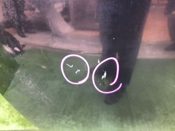 КАПОТ НА MAZDA ATENZA GJ5FP