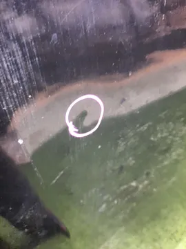 КАПОТ НА NISSAN TEANA J31