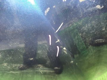 КАПОТ НА MAZDA AXELA BKEP