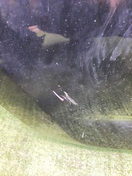 ДВЕРЬ НА TOYOTA RAV4 ACA31