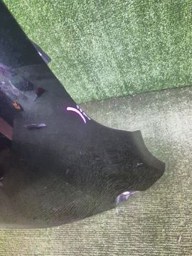 КРЫЛО НА TOYOTA COROLLA FIELDER ZRE142G