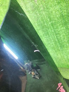 КРЫЛО НА NISSAN TIIDA C11