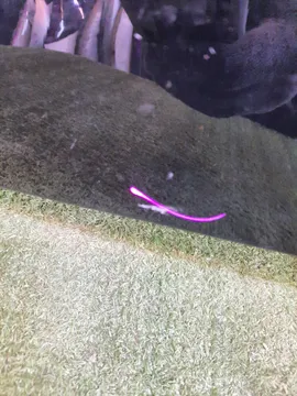 КРЫЛО НА TOYOTA AVENSIS AZT251