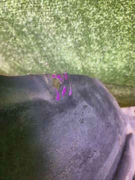 ЗАЩИТА ПОД КРЫЛО НА TOYOTA GAIA SXM10G