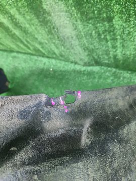 ЗАЩИТА ПОД КРЫЛО НА TOYOTA WILL VS ZZE127