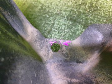 ЗАЩИТА ПОД КРЫЛО НА TOYOTA COROLLA NZE121