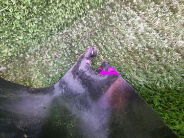 ЗАЩИТА ПОД КРЫЛО НА NISSAN TINO V10