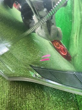 СТОП СИГНАЛ НА TOYOTA PRIUS ALPHA ZVW41W