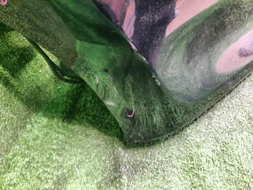 НОУСКАТ НА HONDA FIT GP1 LDA