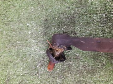 РУЛЕВАЯ РЕЙКА НА TOYOTA COROLLA FIELDER NZE121G 1NZ-FE